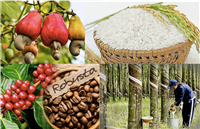 Vai trò của công nghệ sinh học trong phát triển nông nghiệp bền vững và đảm bảo an ninh lương thực