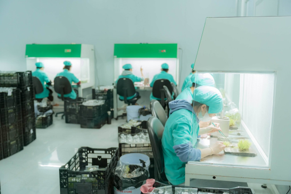Hành trình chạm đến công nghệ xanh tại thành phố Đà Lạt ngàn hoa 