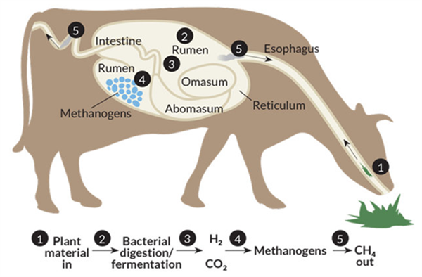Asparagopsis sp., nhân tố mới trong giảm phát thải khí nhà kính toàn cầu