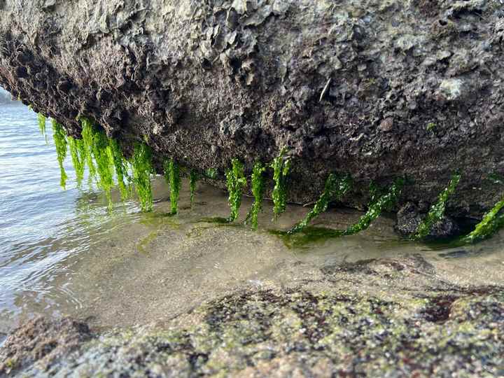 Viện CNSH&MT tổ chức cuộc thi ảnh về Khám phá Đa dạng sinh học biển tỉnh Khánh Hòa