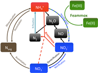 Nghiên cứu bước đầu về quá trình feammox và tiềm năng ứng dụng để xử lý nước thải ô nhiễm amoni